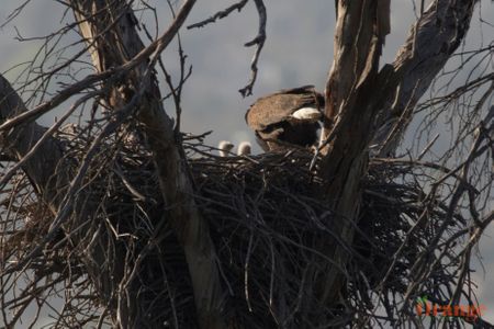 Bald Eagles in Orange County - Orange County Outdoors